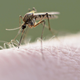 The common house mosquito (Culex pipiens) is a well-known carrier of West Nile and other diseases.